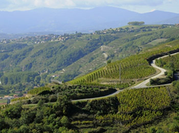 Les vins du domaine de Bonserine
