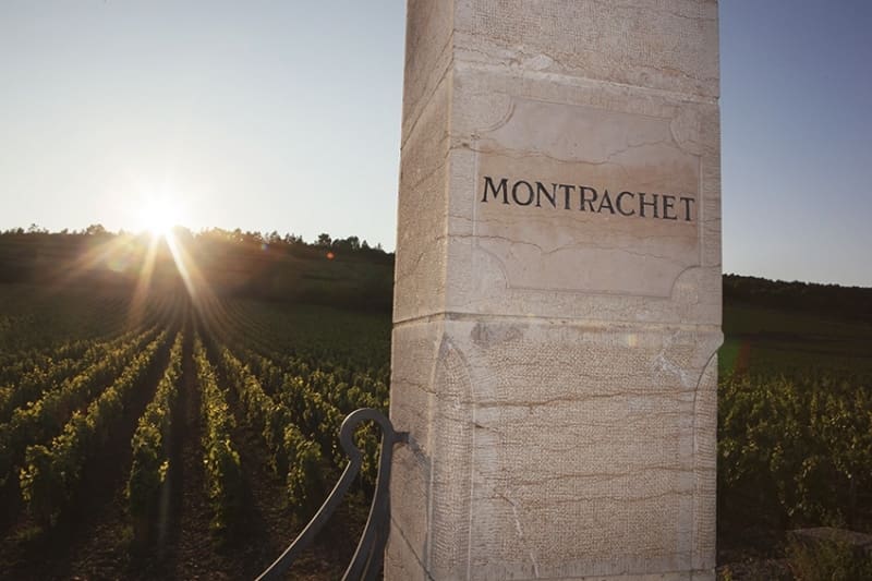 Montrachet, le Grand Cru blanc sacré de Bourgogne