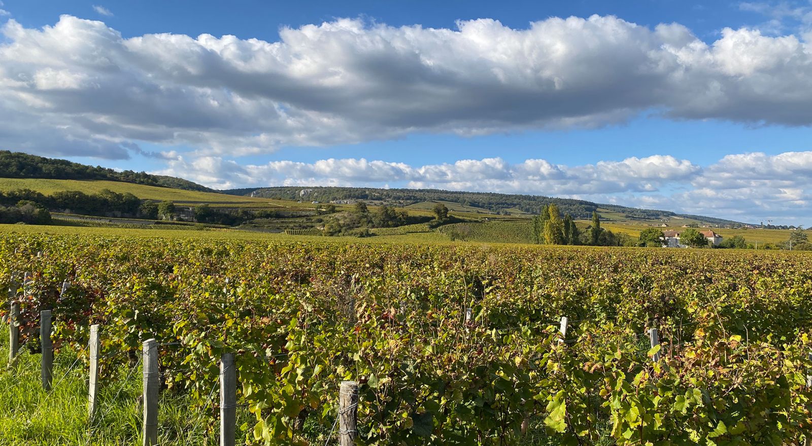 Morey-Saint-Denis, l’écrin des Grands Crus de Côte-de-nuits