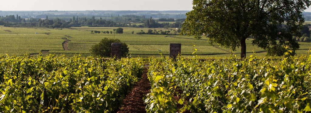 Puligny-Montrachet, des Premiers Crus dignes des Grands