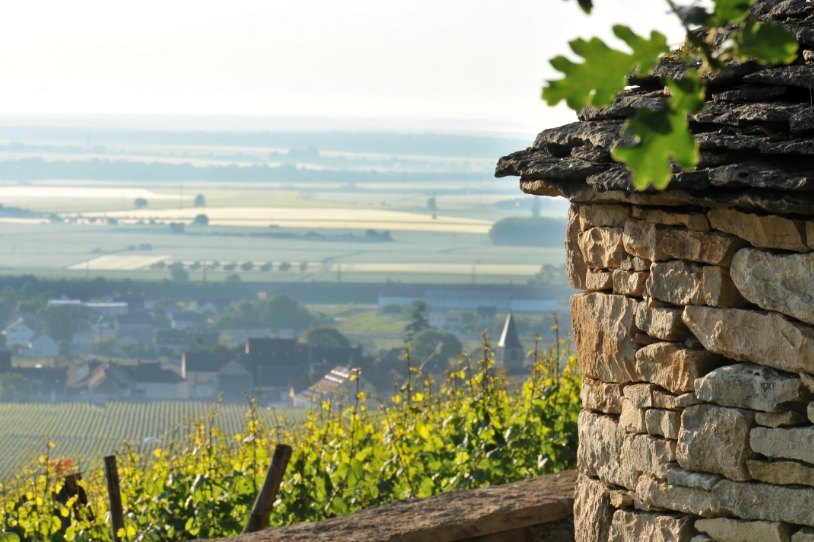 Richebourg : le Grand Cru indompté de Vosne-Romanée
