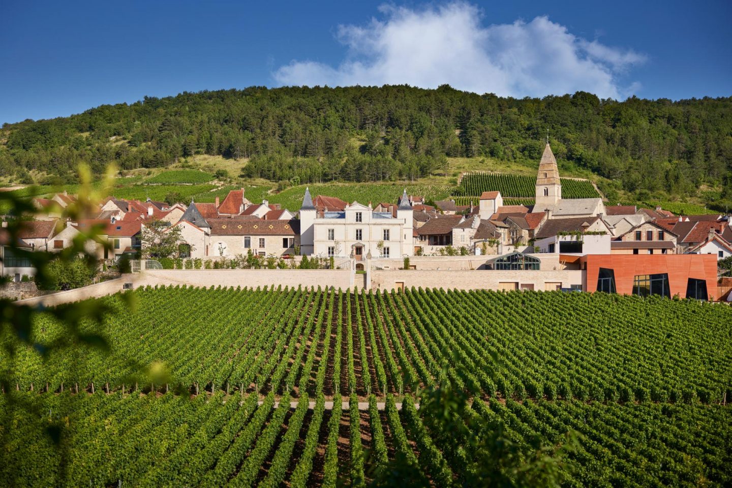 Saint-Aubin, la petite cousine des Montrachet