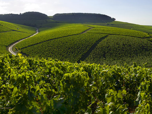 Chablis, le Grand Cru accompli en sept nuances
