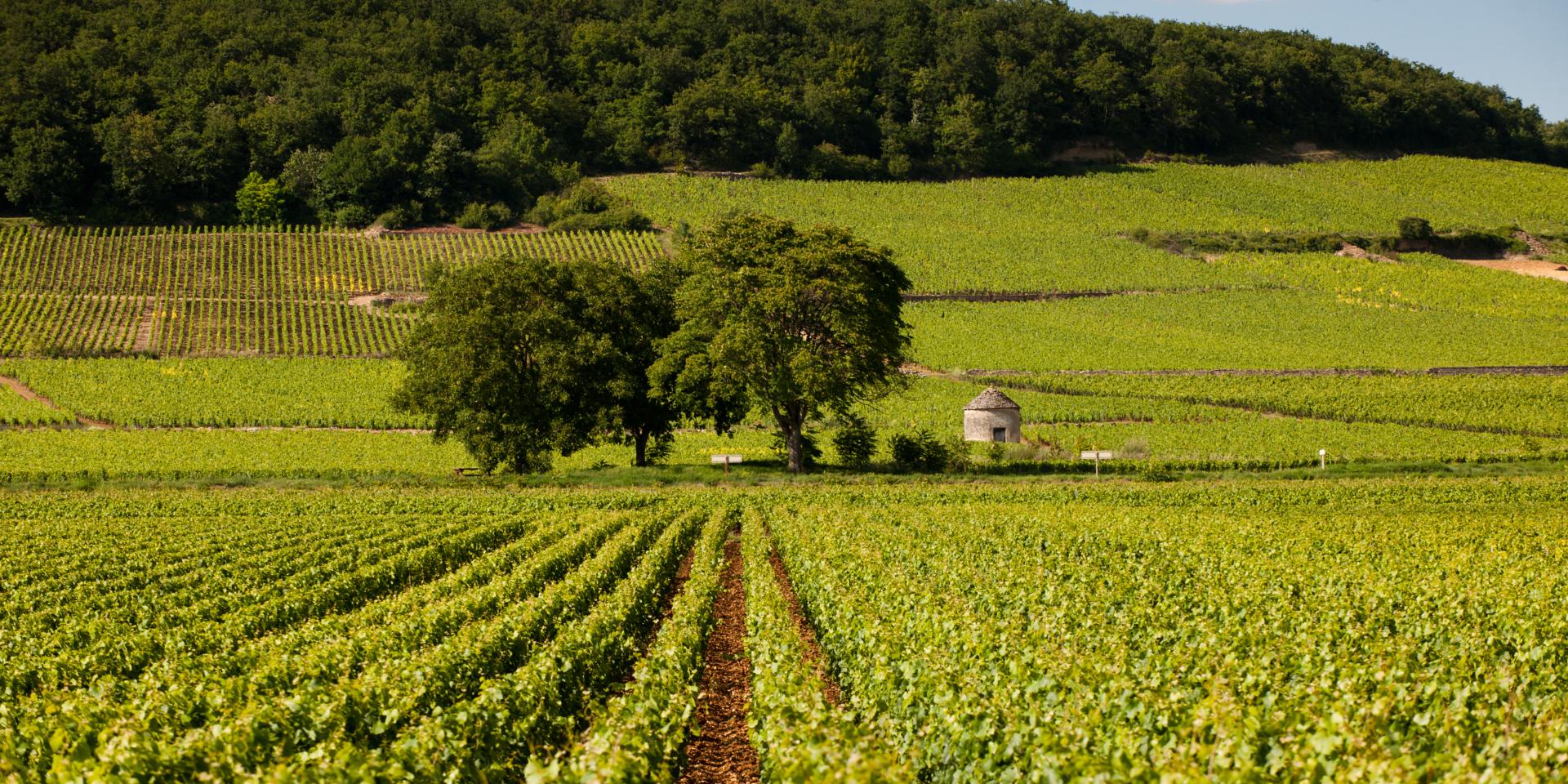 Savigny-lès-Beaune, les Premiers crus du Nord beaunois