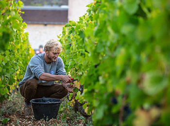 Les vins du Château de la Tour