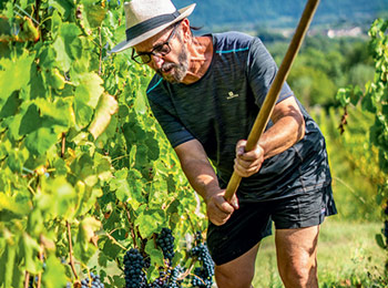 Les vins du Château de Mérande