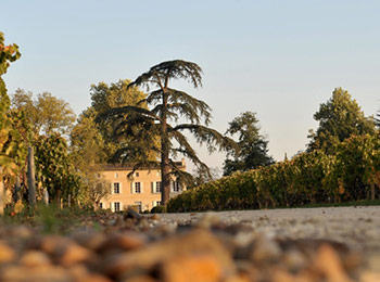 Les vins de Château Jean Faure