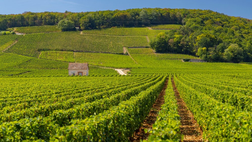 Clos-Saint-Denis, l’atout charme de Morey