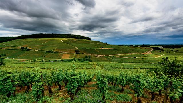 Appellation Aloxe-Corton 1er cru