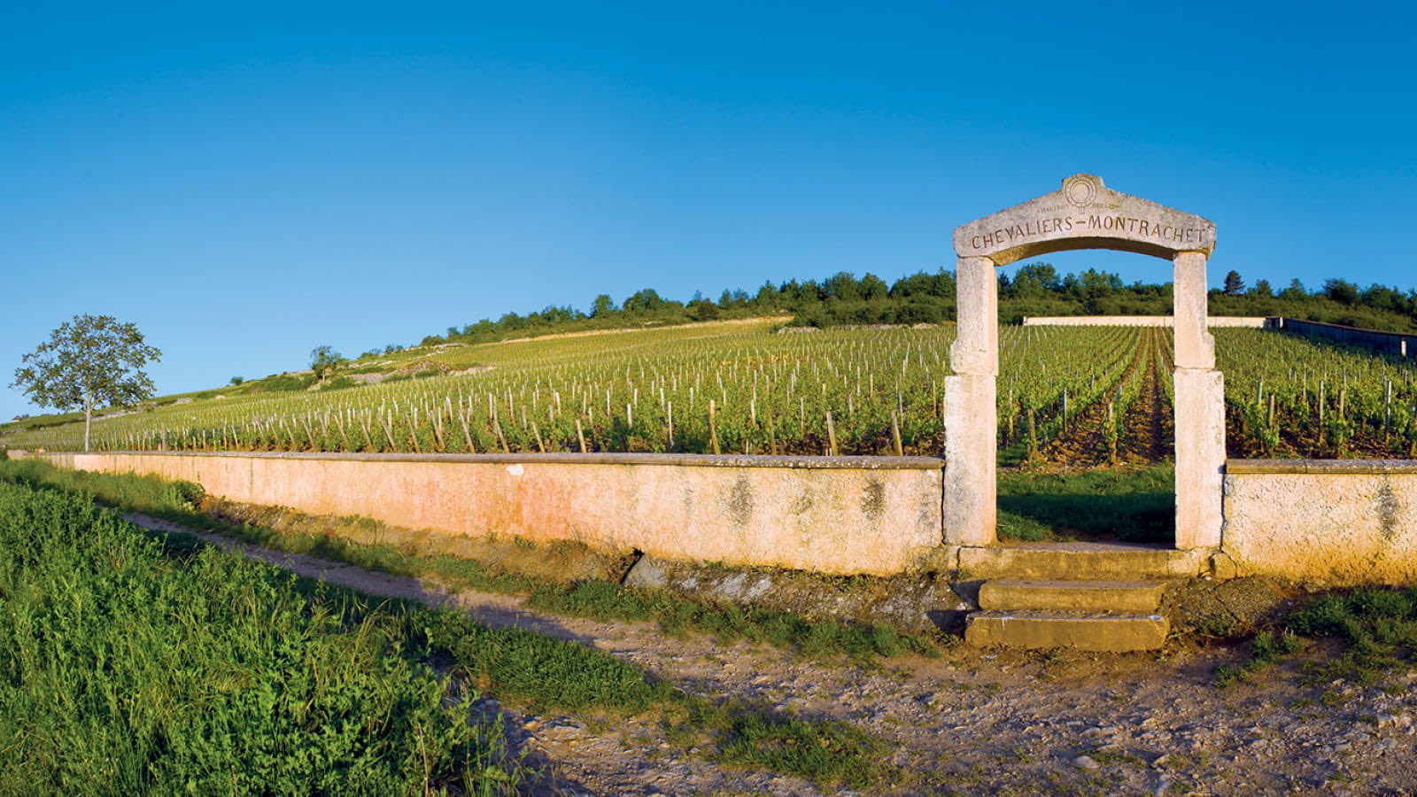 Appellation Chevalier-Montrachet grand cru