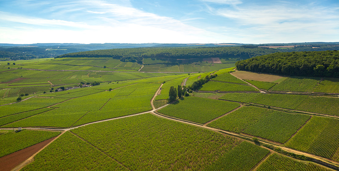Appellation Corton grand cru