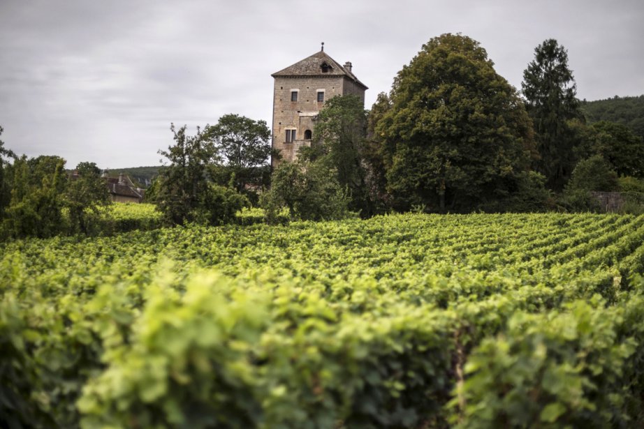Appellation Gevrey-Chambertin 1er Cru