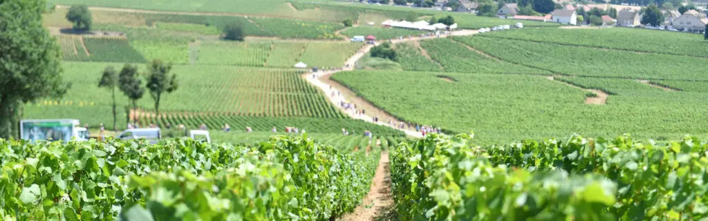 Appellation Ladoix 1er Cru