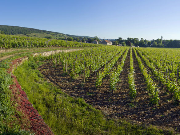 Appellation Mazis-Chambertin