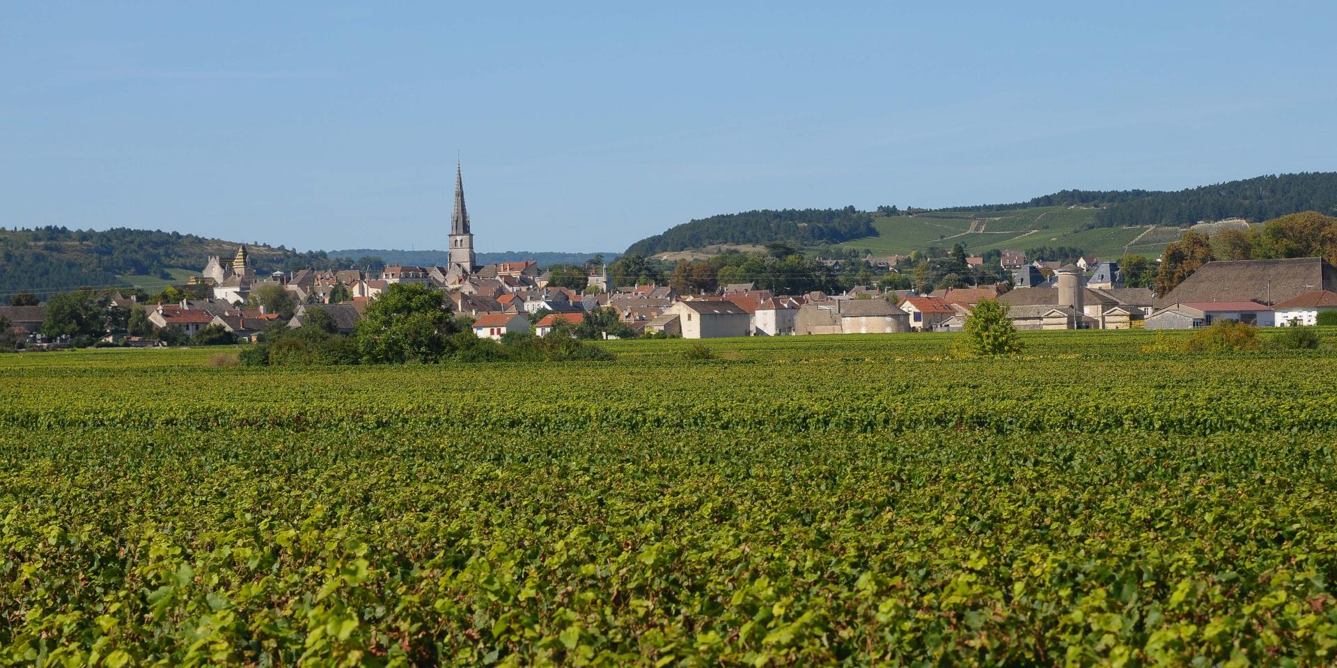 Appellation Meursault 1er Cru