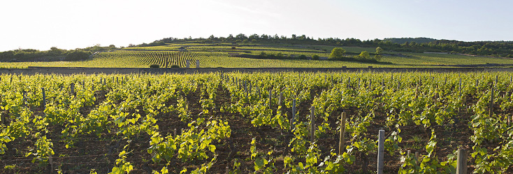Appellation Puligny-Montrachet